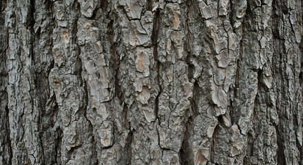 Obraz premium Close-up of rough tree bark texture. Detailed, natural background of a rugged, weathered tree trunk showing organic patterns, cracks, and grooves, ideal for use as a neutral, earthy texture.