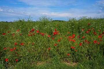 Green field with wild red poppies in Provence, France