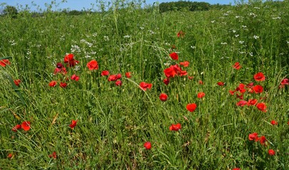Green field with wild red poppies in Provence, France