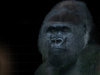 Obraz premium Gorilla