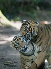 Tigerbabys beim spielen / raufen