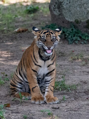 Tigerbabys beim spielen / raufen