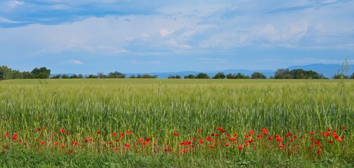 Green field with wild red poppies in Provence, France