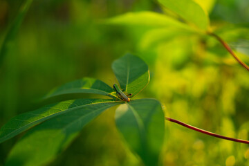 Delicate Grasshopper Resting on Green Leaves