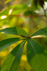 Delicate Grasshopper Resting on Green Leaves