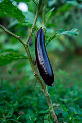 Freshly Grown Eggplant on the Vine