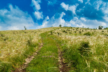 Wavy wild grass fields in summer, in a remote area in Europe