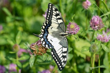 Old World Swallowtail or common yellow swallowtail (Papilio machaon) sitting on pink flower in Zurich, Switzerland