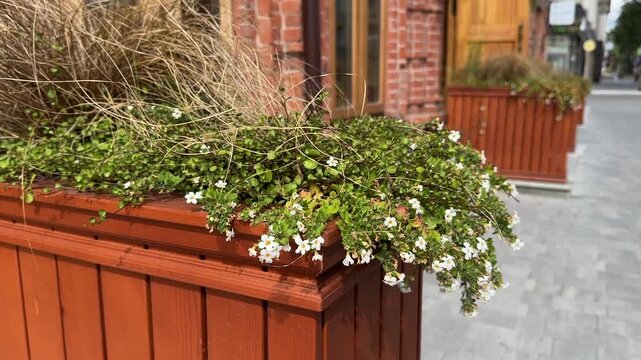 Small white bacopa flowers in wooden pots outside. Wooden flowerbed boxes near brick building