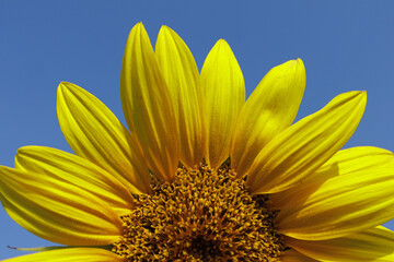 Helianthus annuus Sunflower flower close up delicate petals characteristic