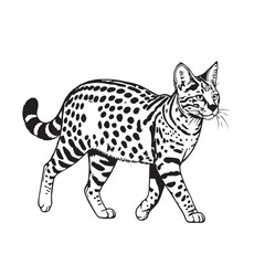 Savannah cat walking full image in silhouette image white background۔