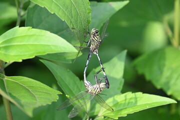 Orthetrum sabina Dragonflies are mating. Its common names slender skimmer and  green marsh hawk. This  is a species of dragonfly in the family Libellulidae. 