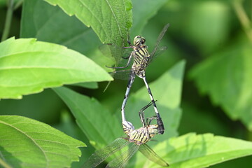 Orthetrum sabina Dragonflies are mating. Its common names slender skimmer and  green marsh hawk. This  is a species of dragonfly in the family Libellulidae. 