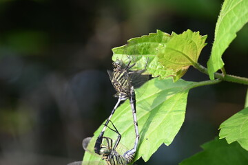 Orthetrum sabina Dragonflies are mating. Its common names slender skimmer and  green marsh hawk. This  is a species of dragonfly in the family Libellulidae. 