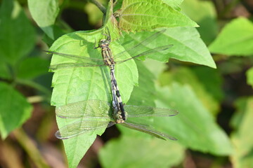 Orthetrum sabina Dragonflies are mating. Its common names slender skimmer and  green marsh hawk. This  is a species of dragonfly in the family Libellulidae. 