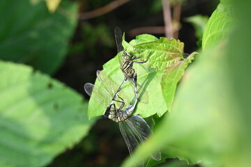 Orthetrum sabina Dragonflies are mating. Its common names slender skimmer and  green marsh hawk. This  is a species of dragonfly in the family Libellulidae. 