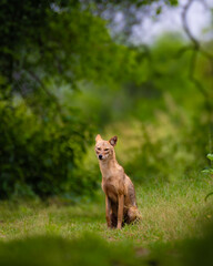 Mother and baby golden jackal (Canis aureus) sharing a tender moment in lush green grassland of Keoladeo National Park, India. Wildlife behavior captured in natural forest habitat.