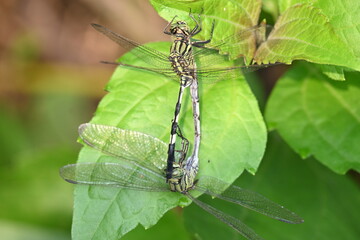 Orthetrum sabina Dragonflies are mating. Its common names slender skimmer and  green marsh hawk. This  is a species of dragonfly in the family Libellulidae. 