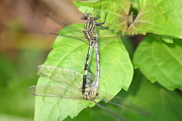 Orthetrum sabina Dragonflies are mating. Its common names slender skimmer and  green marsh hawk. This  is a species of dragonfly in the family Libellulidae. 