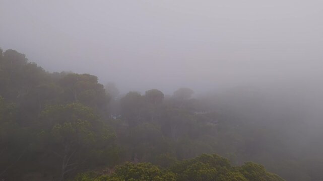 Aerial drone video flying low over a dense green forest in Spain, with heavy fog covering the treetops and creating a mystical atmosphere.