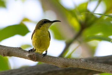 Burung-madu sriganti  (Cinnyris ornatus ), female olive backed sunbird on a tree branch,Olive-backed sunbird in the nature