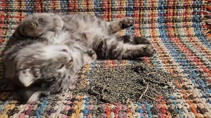 A playful fluffy grey tabby cat rolling on its back in a state of pure bliss next to a pile of dried catnip on a colorful woven rug.