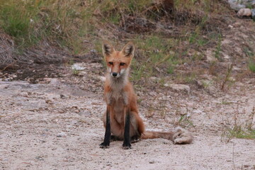 wild red fox vulpes relaxing