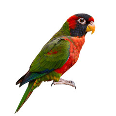 Isolated Colorful Parrot Portrait on Transparent Background Exotic Bird Close-up