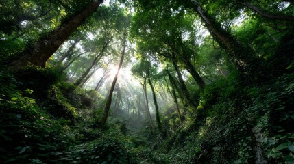 Obraz premium Lush green forest with sunlight filtering through tall trees in a serene environment