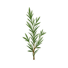 Fototapeta premium Dried rosemary leaves illustration on transparent background, aromatic herb theme