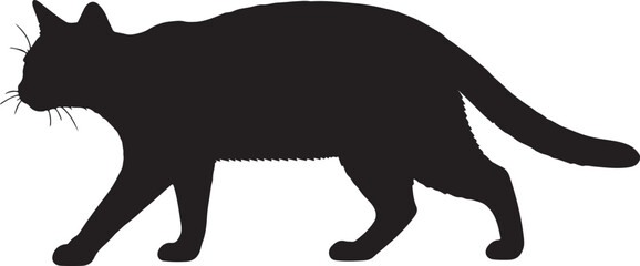  Sokoke cat walking full image in silhouette image white background.