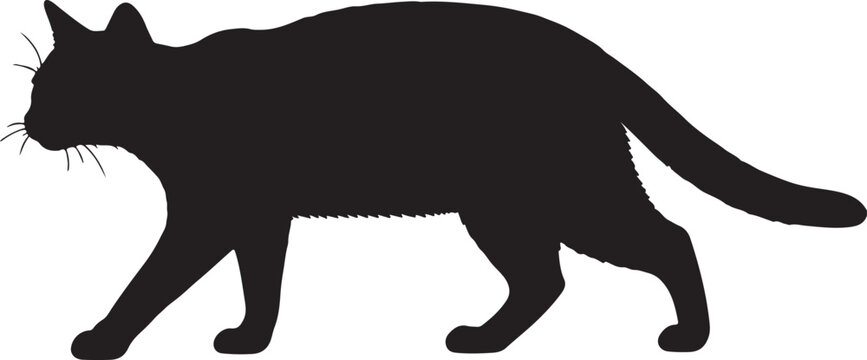 Sokoke cat walking full image in silhouette image white background.