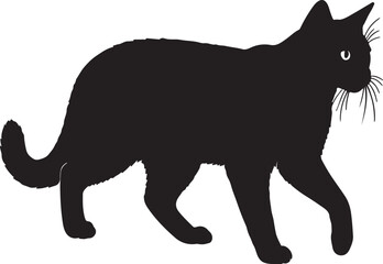 Somali cat walking full image in silhouette image white background..