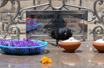 pigeon eating from gifts in a temple, anuradhapura, sri lanka