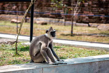 long tailed macaque, anuradhapure, sri lanka