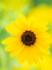 夏から秋の公園や花壇を彩るヒマワリ（ミニヒマワリ）のある風景。自然風景素材。日差しでやわらかくボケた景色。ぼんやりした花畑のイメージ。