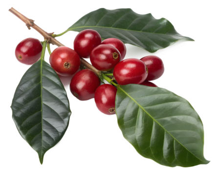 coffee fruit and leaf PNG transparent
