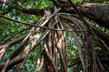 banyan tree in mihintale, anuradhapura, sri lanka