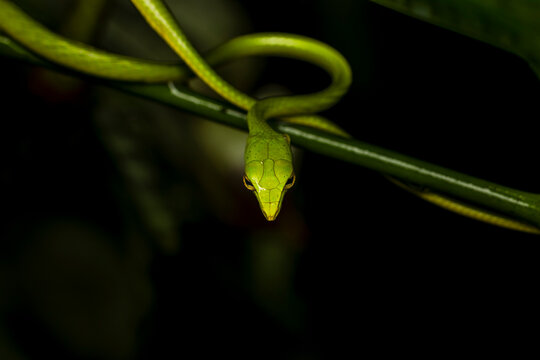 Green vine snake