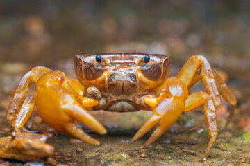 A crab