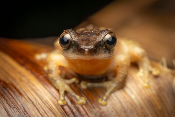 Tiny Frog