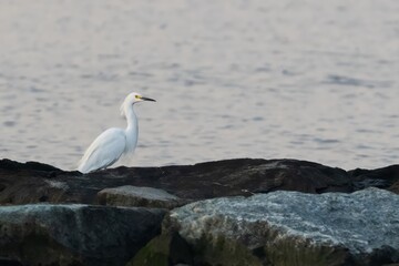 Snowy Egret on Rocks