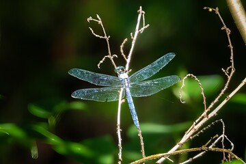 blue dragonfly on a leaf
