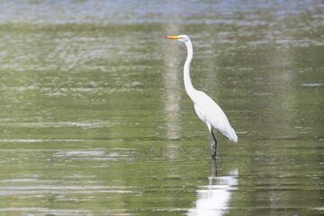 Great Egret in water