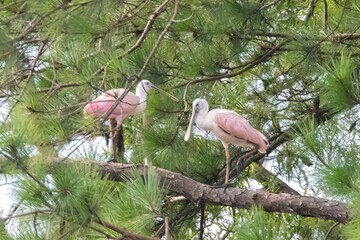 Roseate Spoonbills in Tree