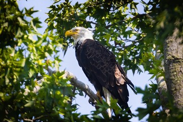 Bald Eagle in tree