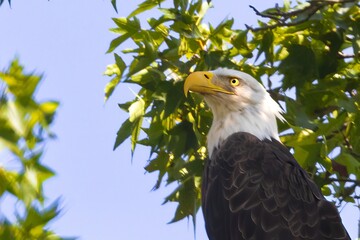 CLose up of Bald Eagle