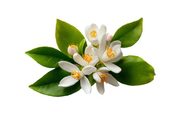 Obraz premium Cluster of Orange Flowers with Buds and Stems, Artistic Watercolor Effect, Isolated on Transparent Background