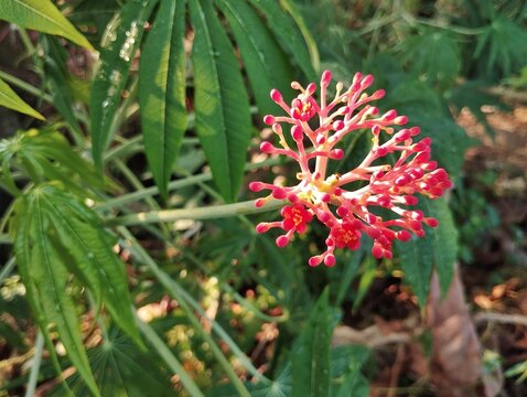Fiddle-leaved jatropha flower (Jatropha podagrica) in garden 