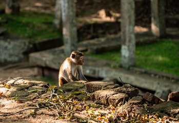 monkey sitting on the ruins of a monastery, Anuradhapura, Sri lanka